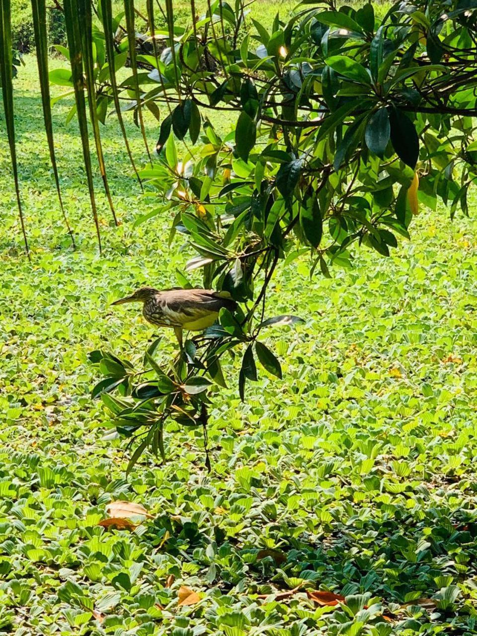 Ashok Villa Weligama Kültér fotó