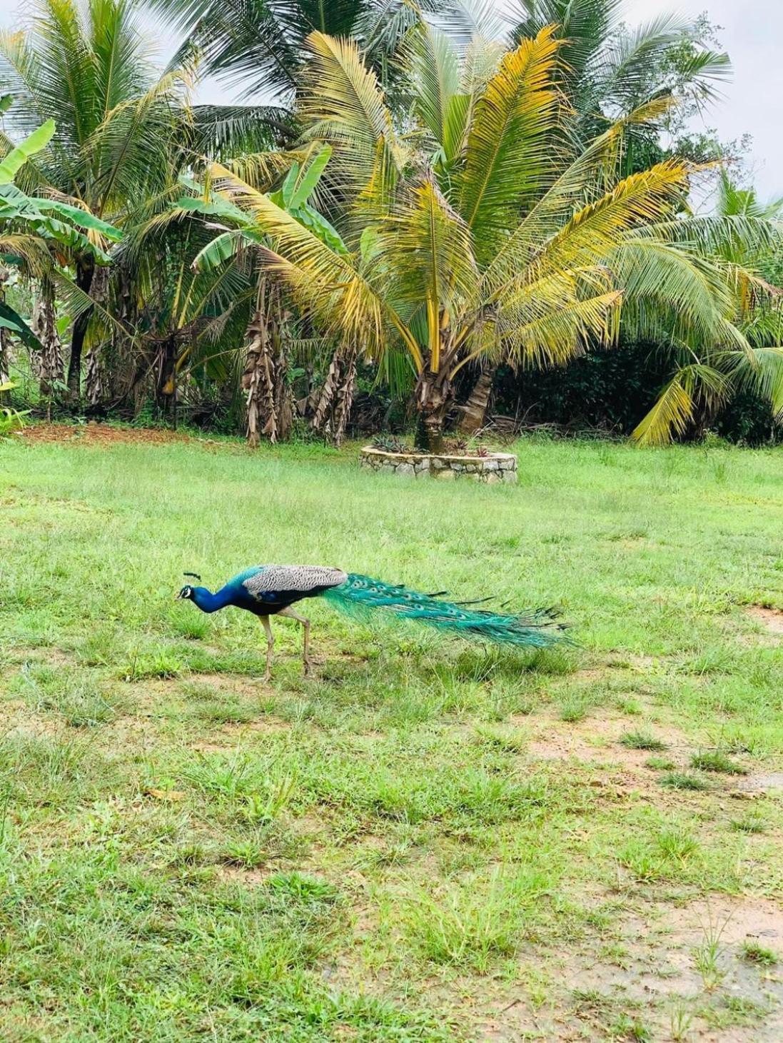 Ashok Villa Weligama Kültér fotó